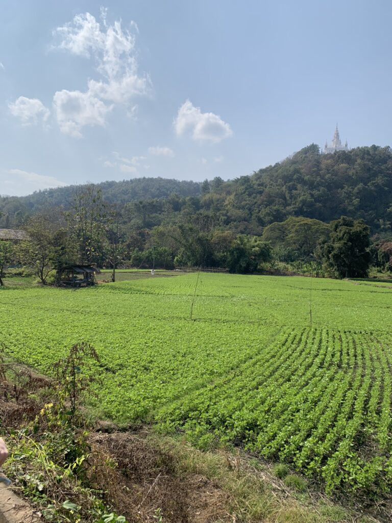 Groene rijstvelden en berglandschap in Noord-Thailand - Thailand Reis op Maat