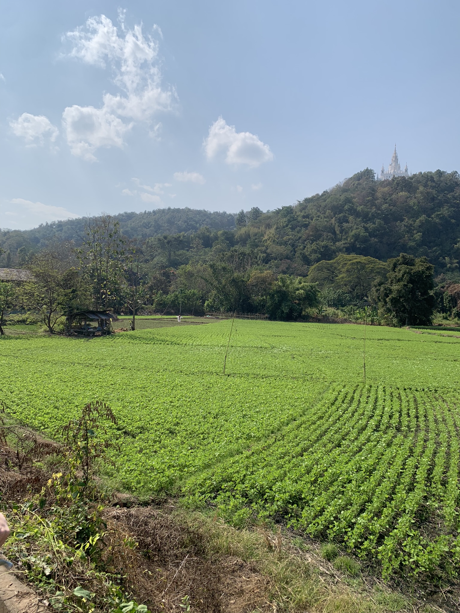 Groene rijstvelden en berglandschap in Noord-Thailand - Thailand Reis op Maat
