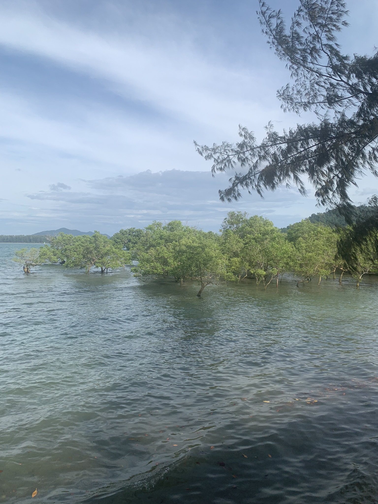 Groene mangrovebossen die groeien in het heldere zeewater langs de kust van Koh Lanta Thailand