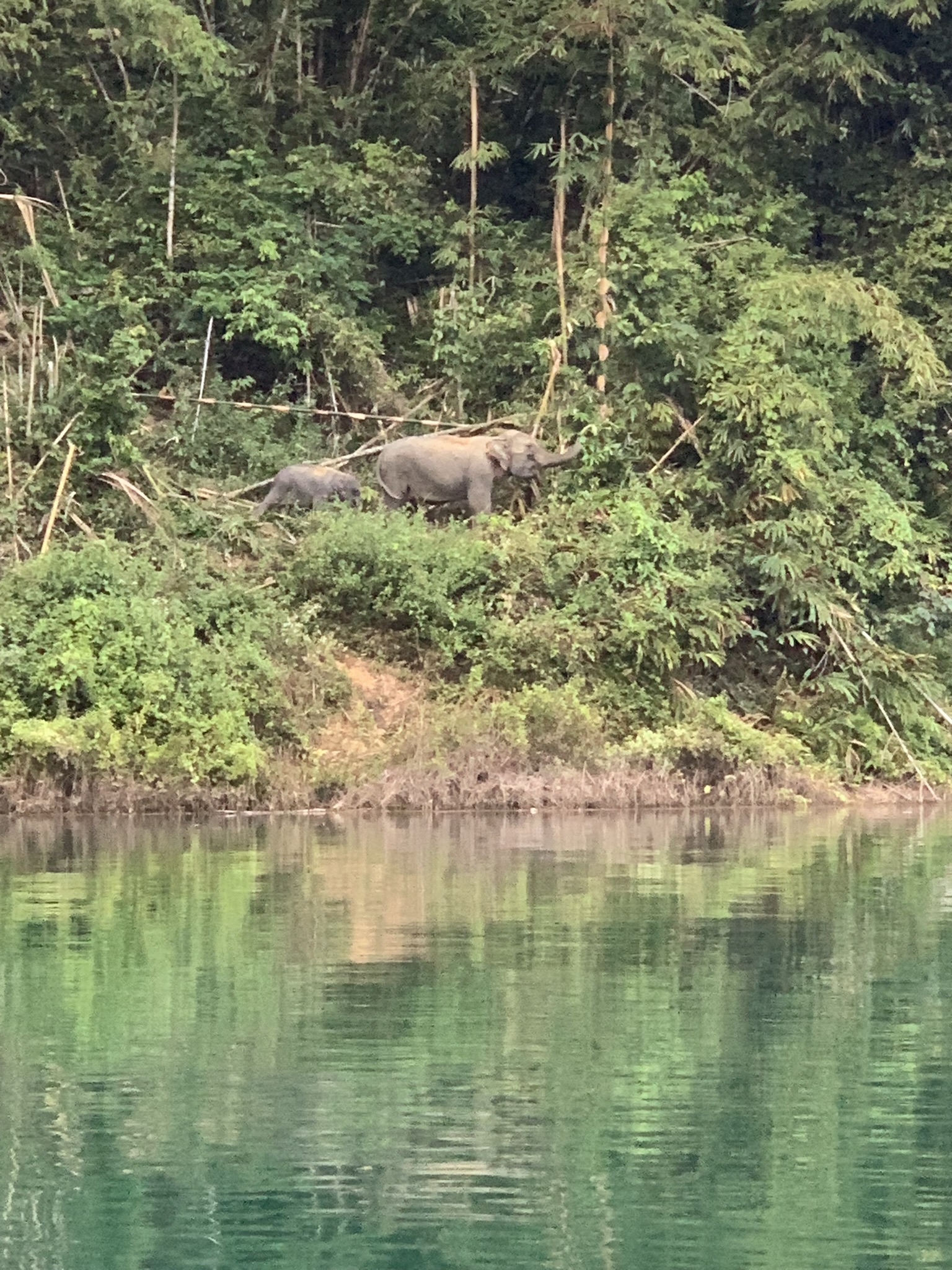 Een wilde olifant die verkoeling zoekt bij de waterkant in de jungle van Thailand