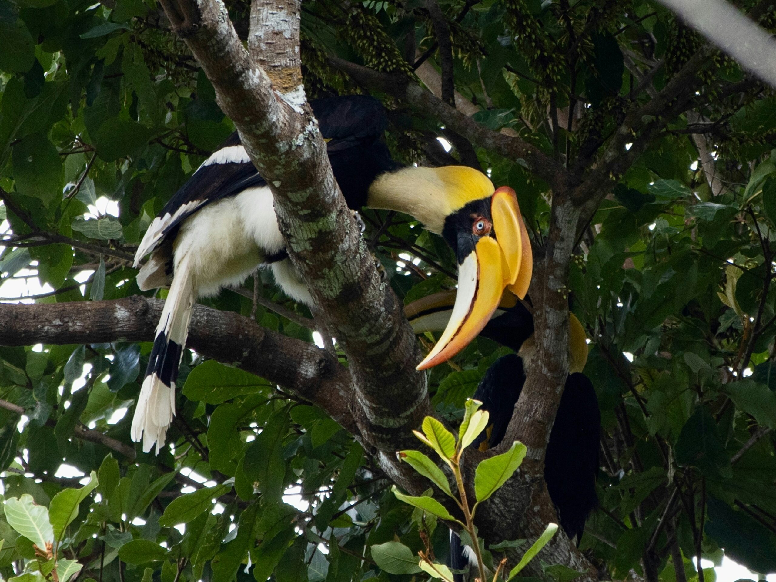 Een exotische dubbelhoornige neushoornvogel (Great Hornbill) in de dichte jungle van Khao Yai National Park