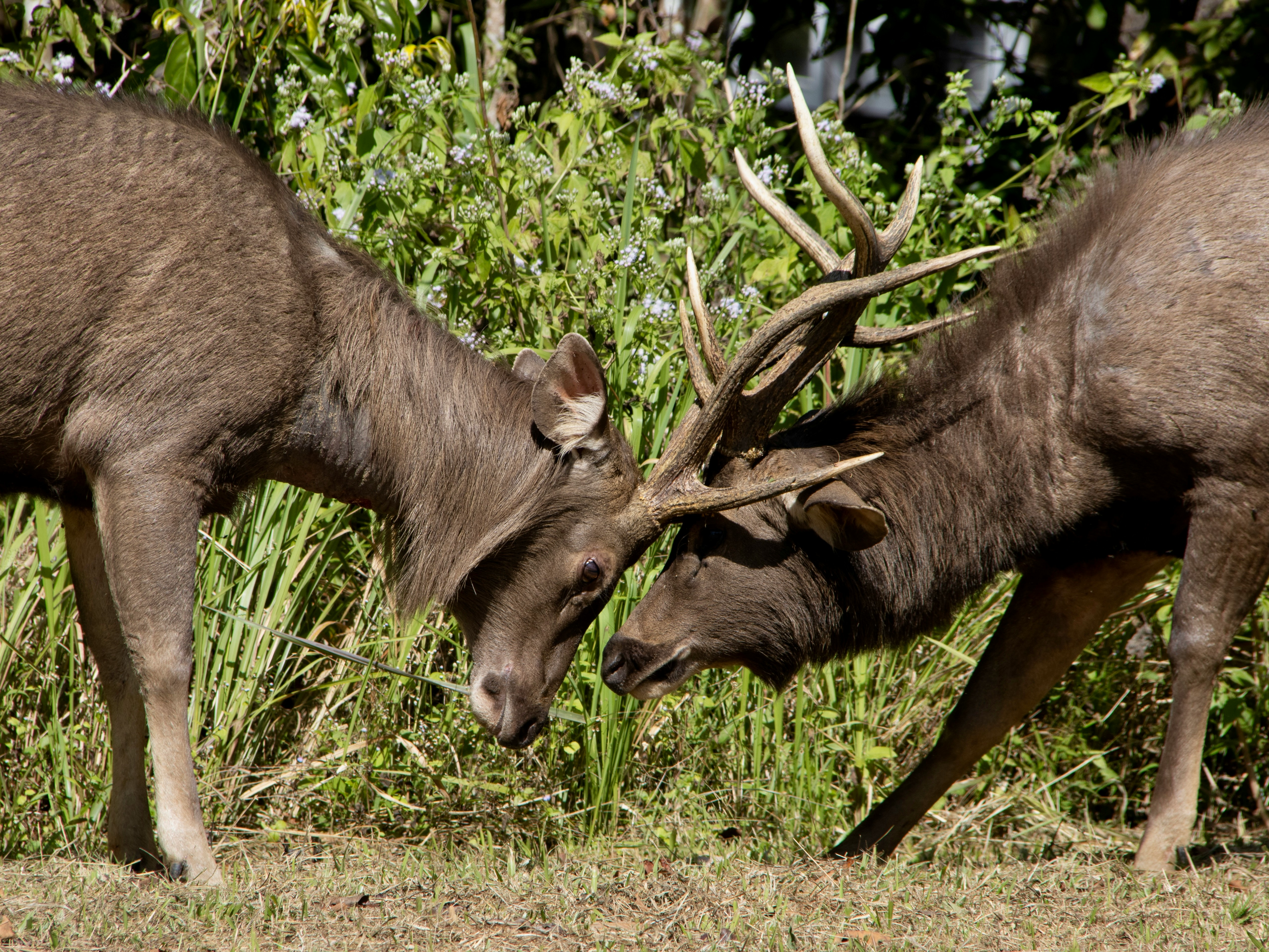 Twee sambarherten die grazen in de vrije natuur van Khao Yai National Park tijdens een safari