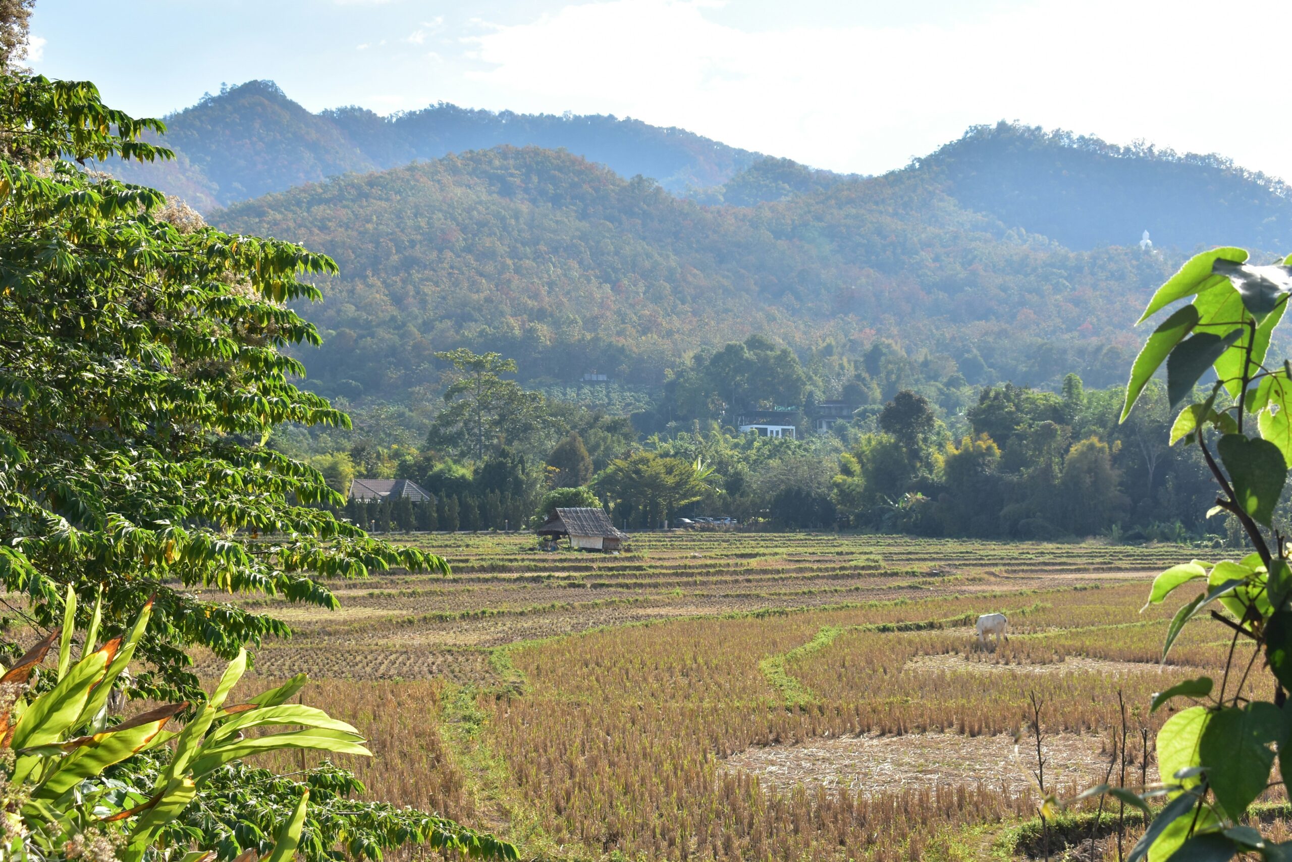 Uitzicht op de uitgestrekte rijstvelden en mistige bergen rondom Pai in Noord-Thailand