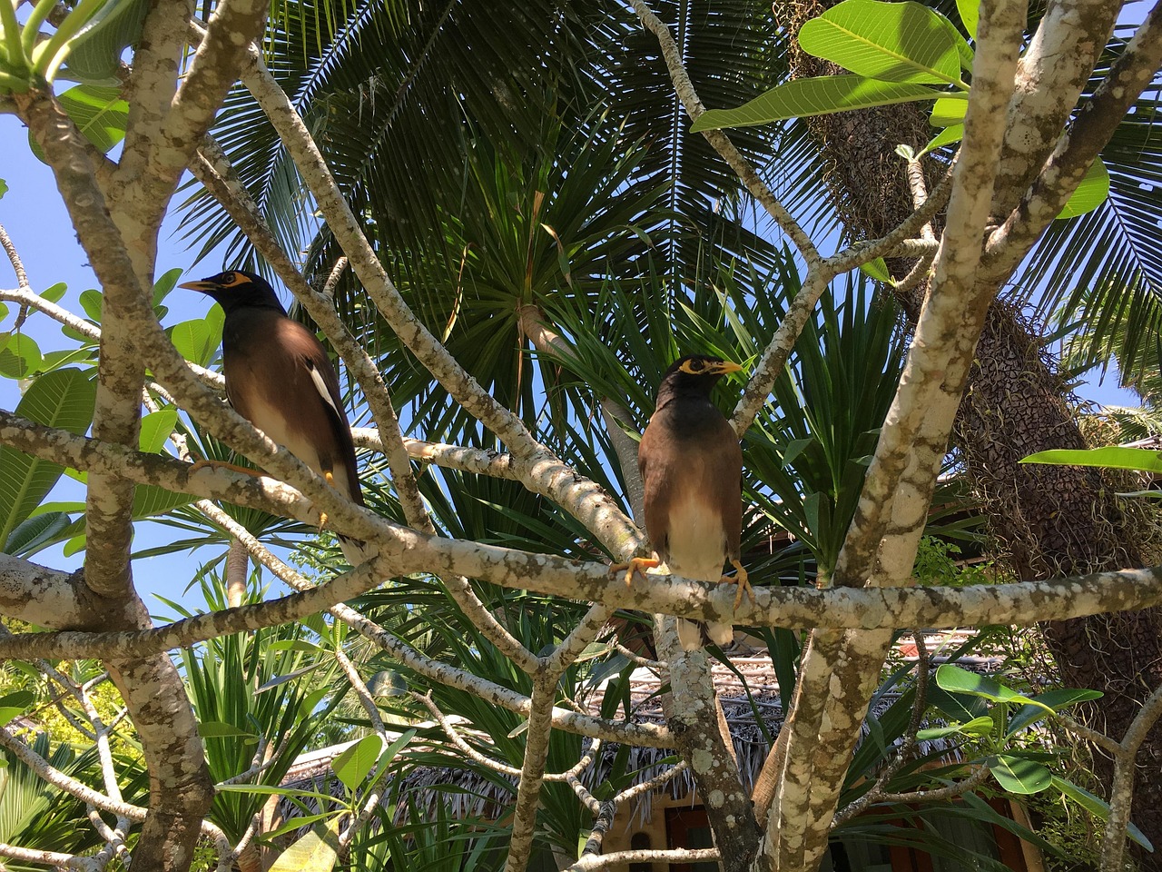 Twee wilde apen op een boomtak in de jungle van Koh Chang National Park
