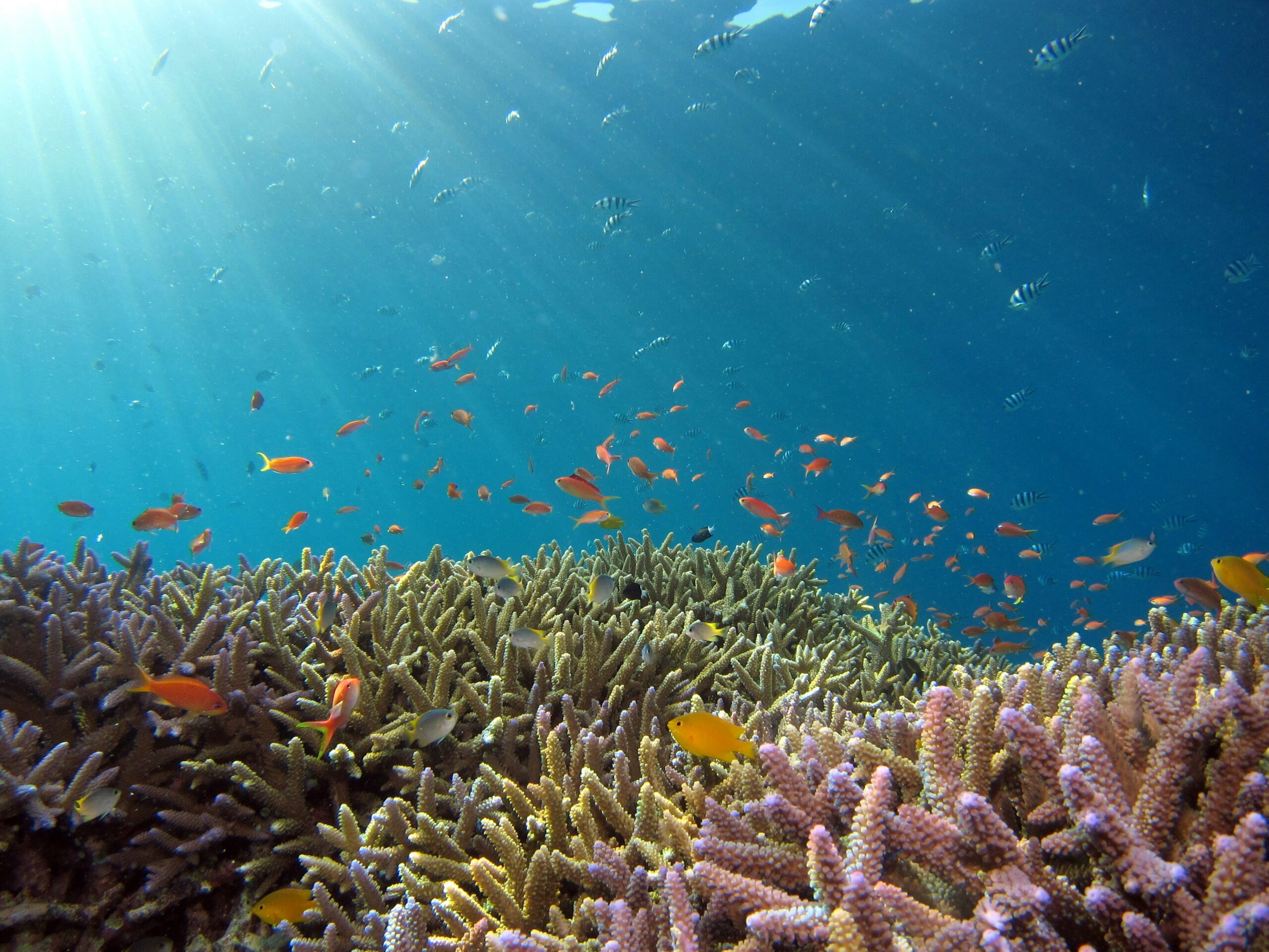 Kleurrijk koraalrif met talloze kleine vissen in het kristalheldere zeewater rond Koh Tao
