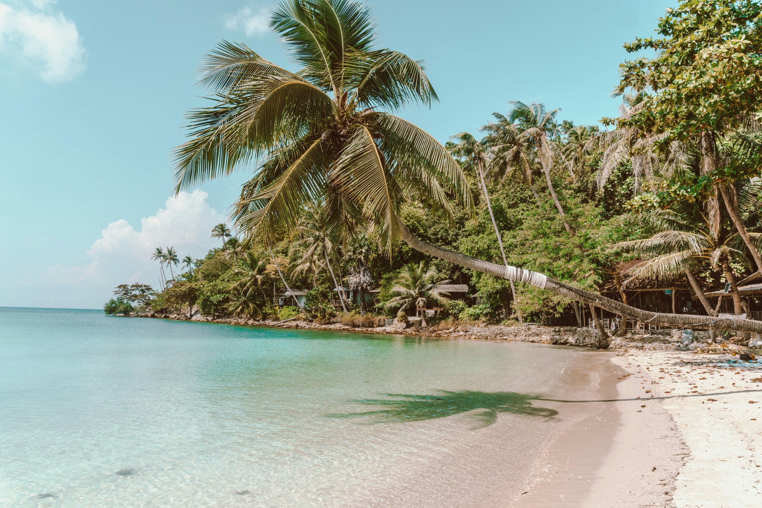 Een schuine palmboom boven een rustig wit zandstrand op Koh Phangan Thailand