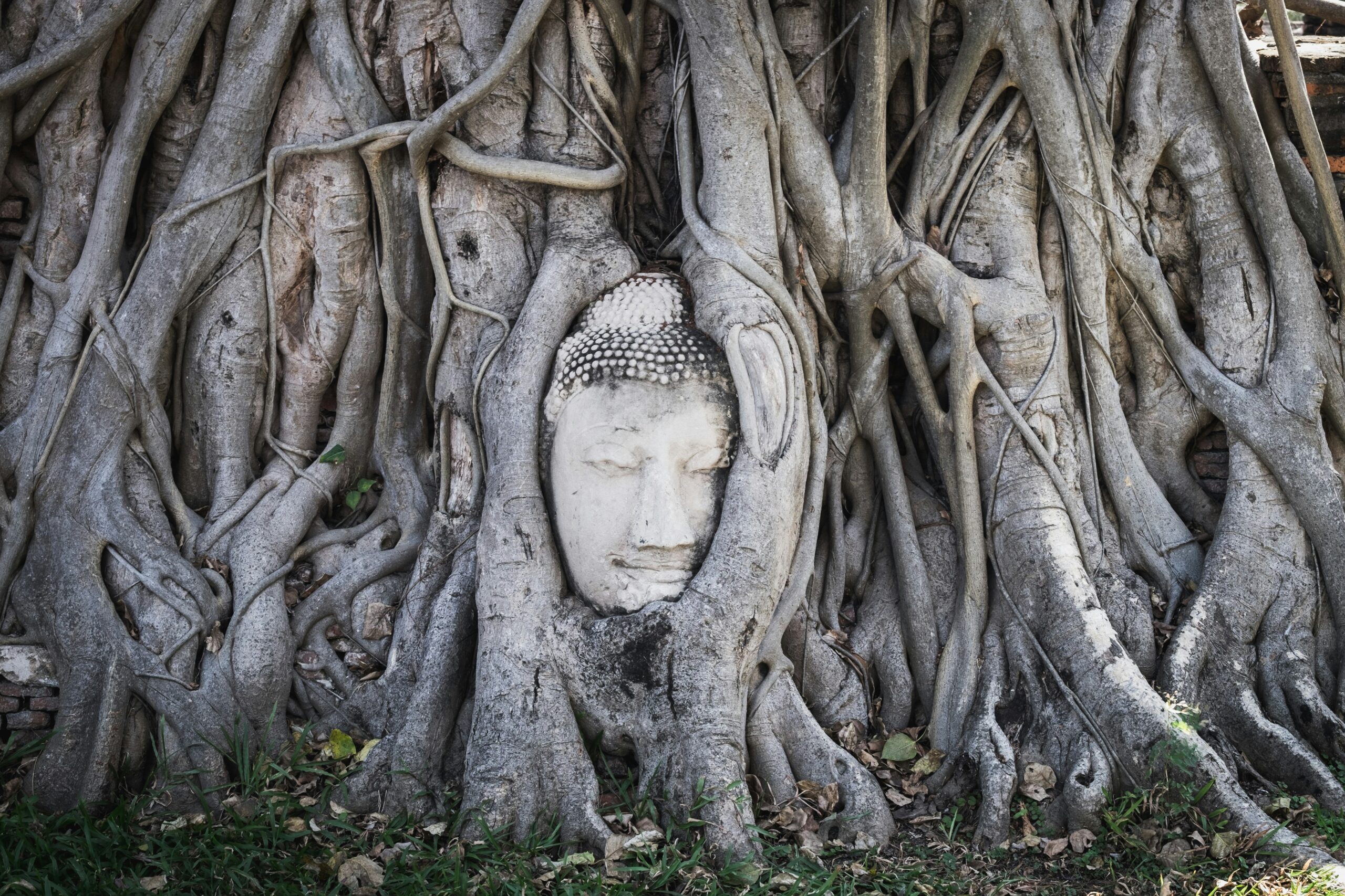 Het beroemde stenen Boeddhahoofd vergroeid in de wortels van een boom bij Wat Mahathat in Ayutthaya