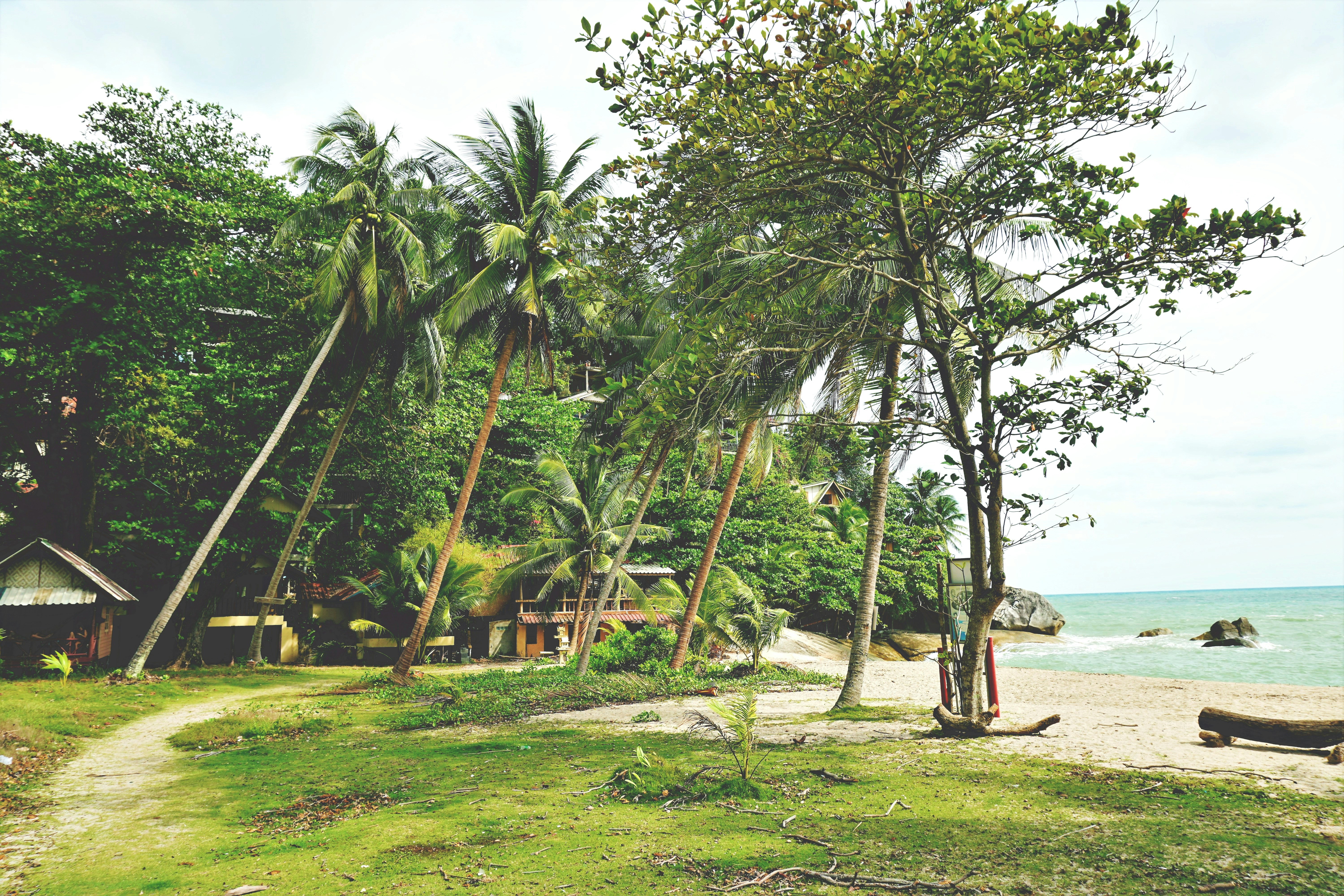 Ontspannen sfeer met een hangmat tussen de palmbomen op een afgelegen strand van Koh Phangan